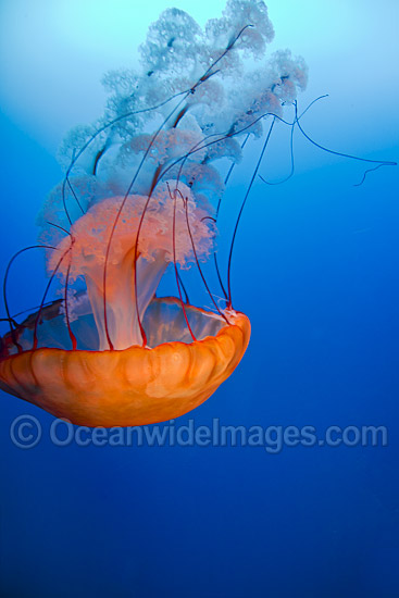 Pacific Sea Nettle Jellyfish photo