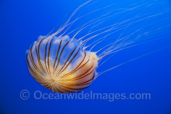 Pacific Sea Nettle Jellyfish photo
