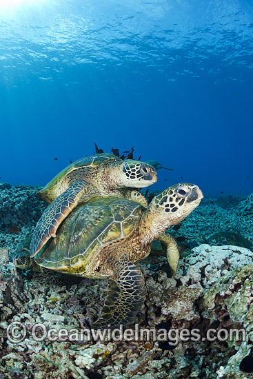 Green Sea Turtles at cleaning station photo