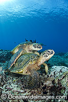 Green Sea Turtles at cleaning station Photo - David Fleetham