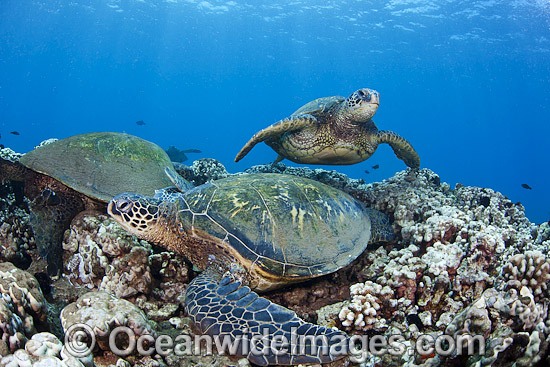 Green Sea Turtles (Chelonia mydas), gather at a cleaning station off West Maui, Hawaii. Found in tropical and warm temperate seas worldwide. Listed on the IUCN Red list as Endangered species. Photo - David Fleetham