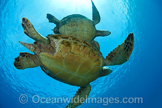 Green Sea Turtles photo