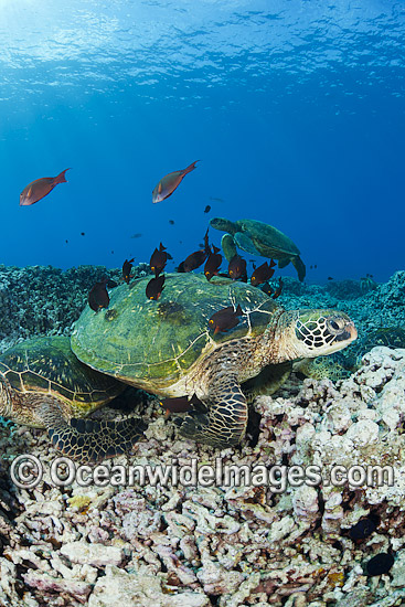 Green Sea Turtles at cleaning station photo