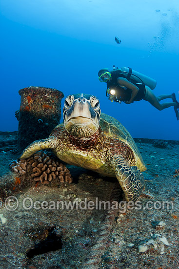 Diver with Green Sea Turtle photo