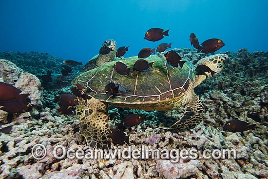 Green Sea Turtle at cleaning station photo