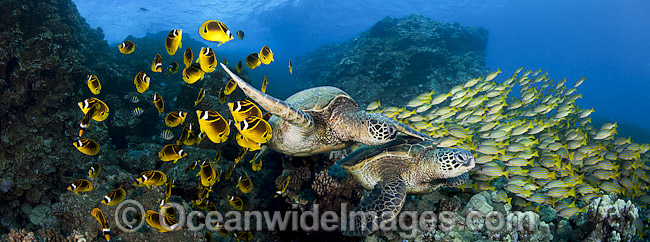 Green Sea Turtles with fish photo Green Sea Turtles with fish photo