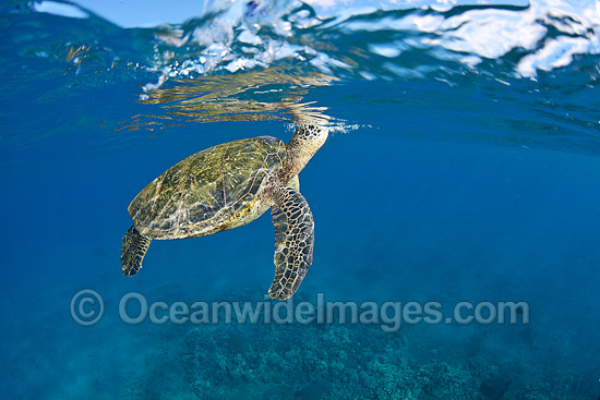 Green Sea Turtle breathing at surface photo Green Sea Turtle breathing at surface photo