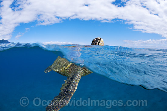 Green Sea Turtle breathing at surface photo