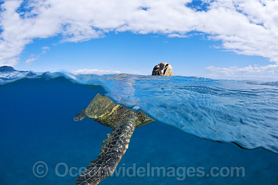 Green Sea Turtle breathing at surface photo Green Sea Turtle breathing at surface photo