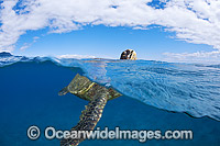 Green Sea Turtle breathing at surface Photo - David Fleetham