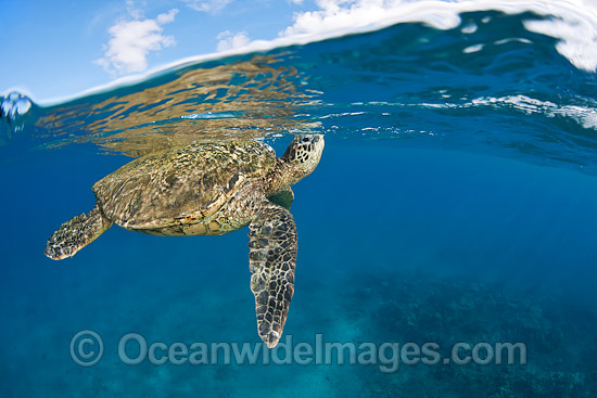 Green Sea Turtle breathing at surface photo