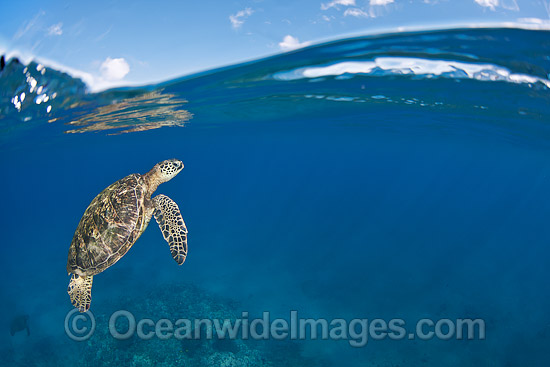 Green Sea Turtle at surface photo Green Sea Turtle at surface photo