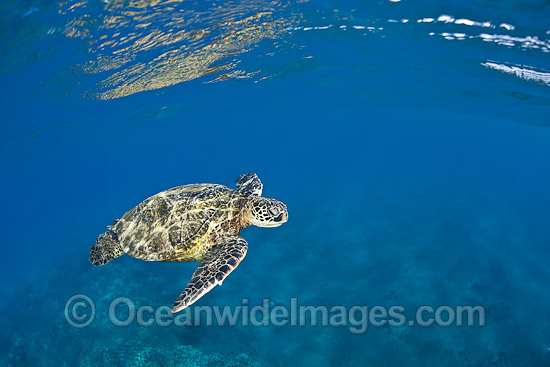 Green Sea Turtle at surface photo Green Sea Turtle at surface photo