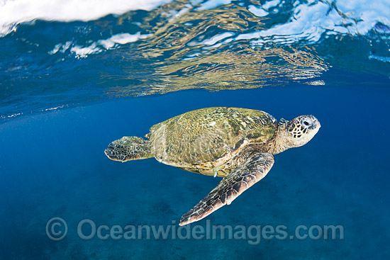 Green Sea Turtle at surface photo Green Sea Turtle at surface photo