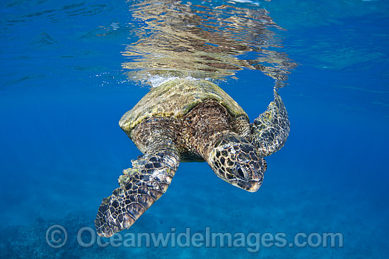 Green Sea Turtle at surface photo