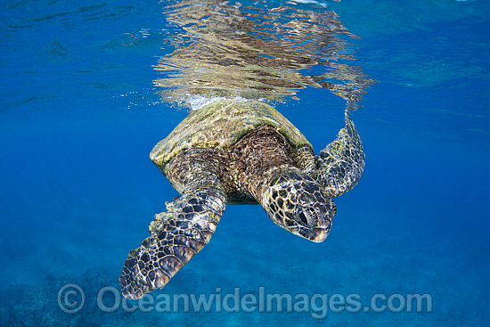 Green Sea Turtle at surface photo Green Sea Turtle at surface photo