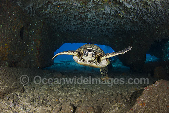 Green Sea Turtle in cave photo Green Sea Turtle in cave photo