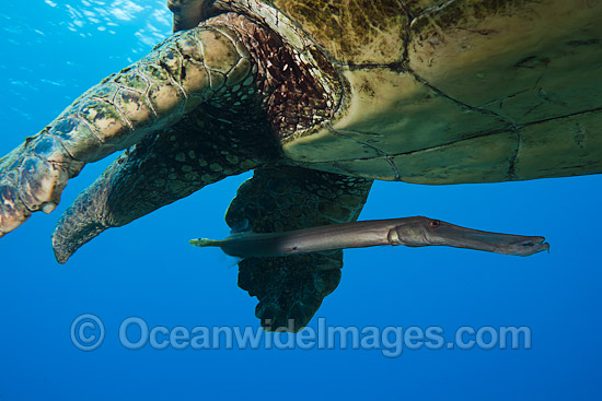 Green Sea Turtle and Trumpetfish photo
