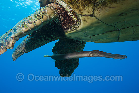 Green Sea Turtle and Trumpetfish photo Green Sea Turtle and Trumpetfish photo