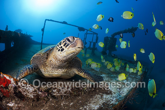 Green Sea Turtles on shipwreck photo