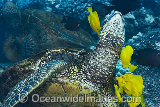 Green Sea Turtles being cleaned photo Green Sea Turtles being cleaned photo