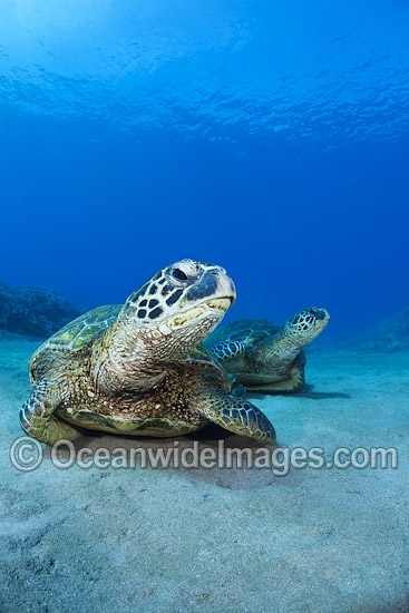 Green Sea Turtles photo