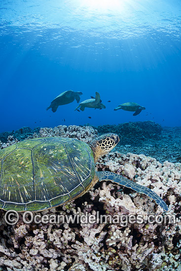 Green Sea Turtles at cleaning station photo