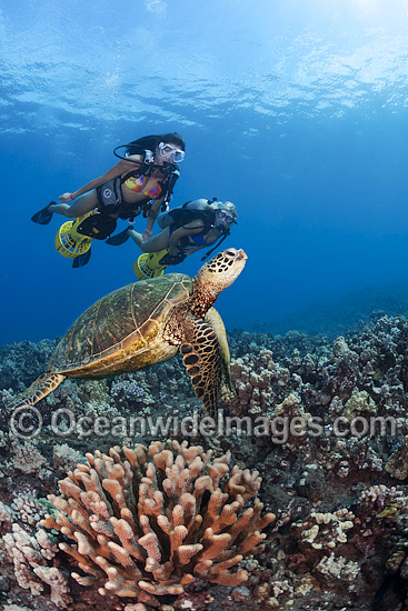 Green Sea Turtles and Divers photo Green Sea Turtles and Divers photo