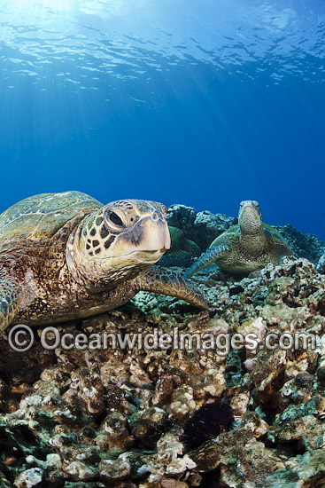 Green Sea Turtle on reef photo