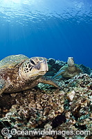 Green Sea Turtle on reef Photo - David Fleetham