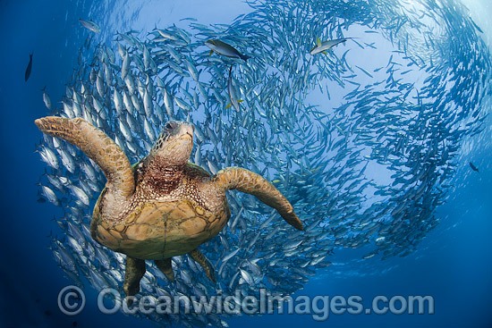 Green Sea Turtle and fish photo