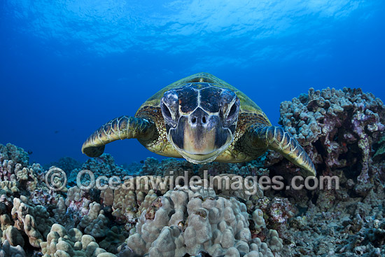 Green Sea Turtle photo