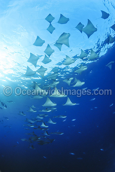 Pacific Cownose Rays Rhinoptera steindachneri photo