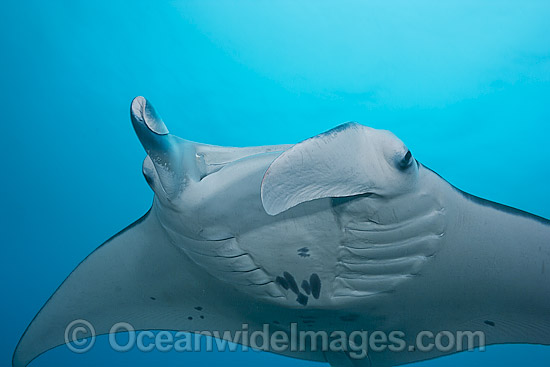 Reef Manta Ray Manta alfredi photo