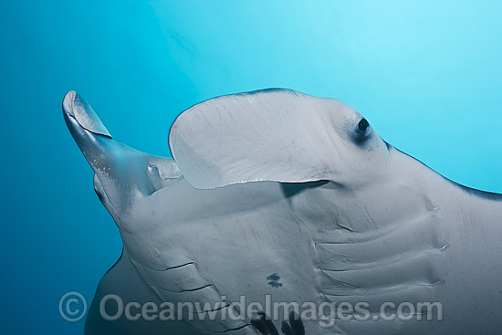 Reef Manta Ray photo