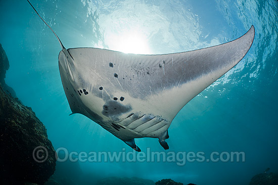 Manta Ray Manta birostris photo