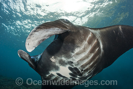 Giant Oceanic Manta Ray photo