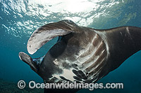 Giant Oceanic Manta Ray Photo - David Fleetham