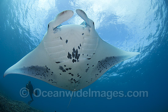 Reef Manta Ray Manta alfredi photo