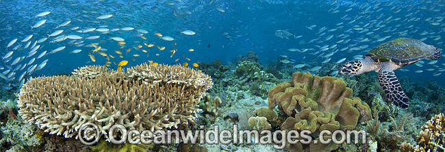 Reef scene, comprising Hard and Soft Corals, schooling Fusiliers and Hawksbill turtle (Eretmochelys imbricata). Photos taken off Komodo, Indonesia. (This is a digital composite comprising of two or more images). Reef scene, comprising Hard and Soft Corals, schooling Fusiliers and Hawksbill turtle (Eretmochelys imbricata). Photos taken off Komodo, Indonesia. (This is a digital composite comprising of two or more images).