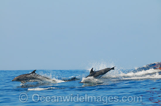 Dolphins jumping on surface photo
