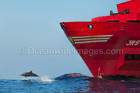 Bottlenose Dolphins riding bow wave of ship photo