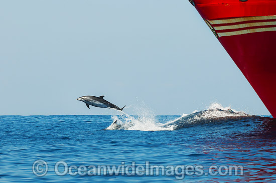 Dolphins riding bow wave of ship photo
