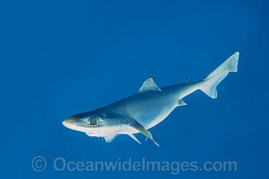 Endeavour Dogfish Centrophorus moluccensis photo Endeavour Dogfish Centrophorus moluccensis photo