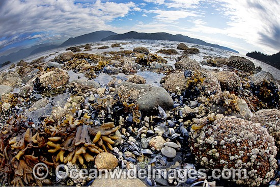 Kelp, Mussels and Barnacles are exposed on a beach at low tide in Howe Sound, British Columbia, Canada. Photo - David Fleetham