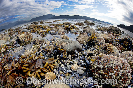 Kelp, Mussels and Barnacles are exposed on a beach at low tide in Howe Sound, British Columbia, Canada. Photo - David Fleetham Kelp, Mussels and Barnacles are exposed on a beach at low tide in Howe Sound, British Columbia, Canada. Photo - David Fleetham