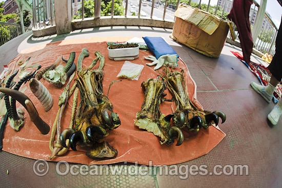 Tiger Paws and Animals chinese medicine photo