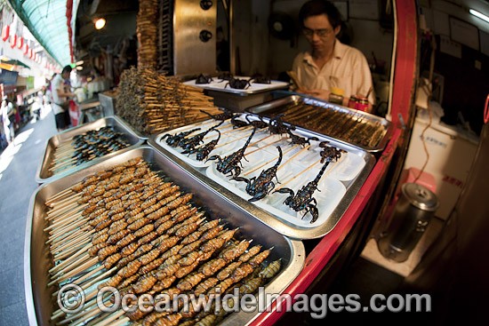 Deep fried Insects on a Stick photo