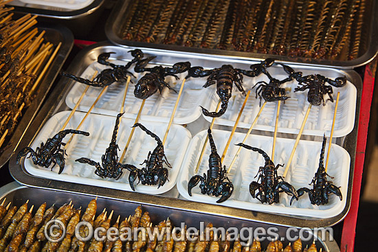 Fried Insects on a Stick photo Fried Insects on a Stick photo