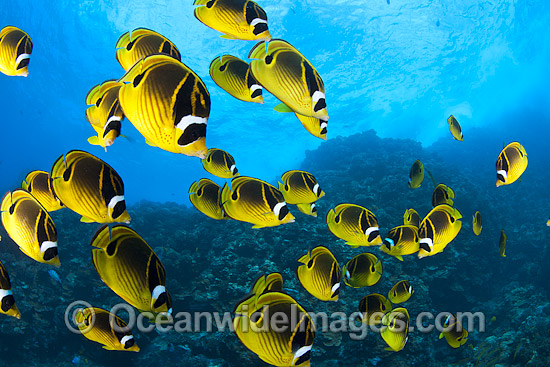 Schooling Butterflyfish photo